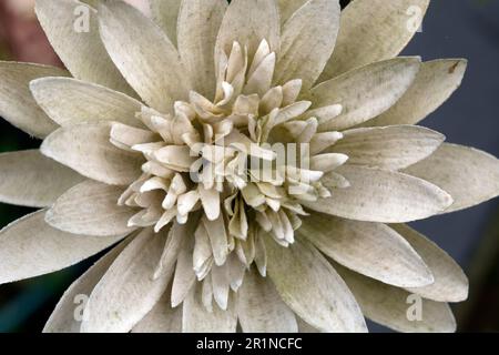 A faded artificial flower on a grave. Stock Photo