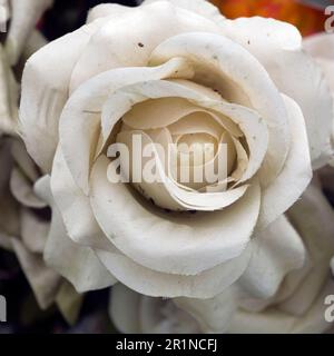 A faded artificial flower on a grave. Stock Photo