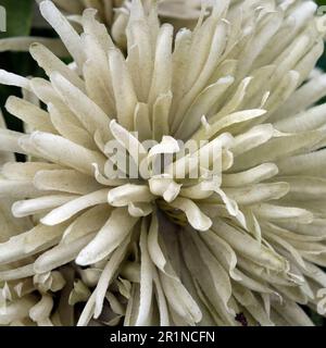 A faded artificial flower on a grave. Stock Photo