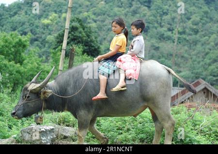 Children riding buffalo. Asia Countryside Stock Photo