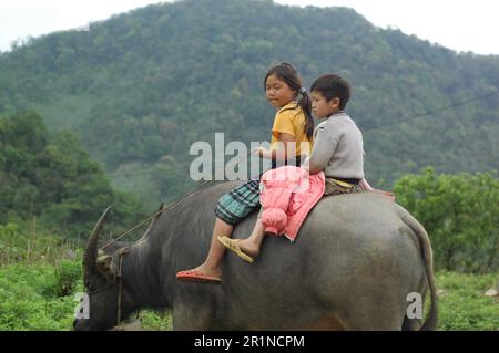 Children riding buffalo. Asia Countryside Stock Photo