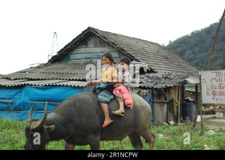 Children riding buffalo. Asia Countryside Stock Photo