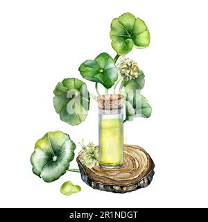 Centella asiatica, essential oils on wooden stand watercolor illustration isolated on white. Pennywort, gotu kola herbal plants, cola hand drawn. Desi Stock Photo