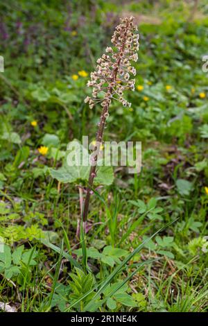 Inflorescences of butterbur, pestilence wort, Petasites hybridus.Blossom, Common butterbur. A blooming butterbur Petasites hybridus flower in the mead Stock Photo