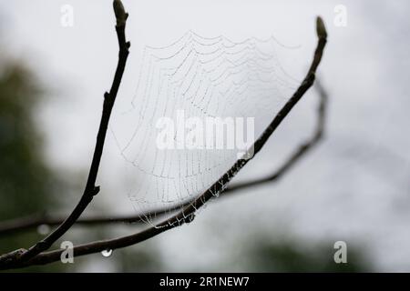 Dew drops on the spiderweb in the early morning. Cobwebs after rain in spring Stock Photo