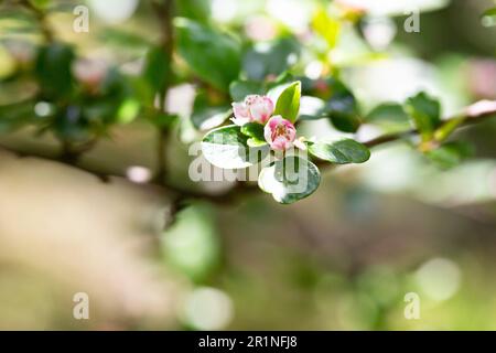 Bearberry cotoneaster Radicans white flower - Latin name - Cotoneaster dammeri Radicans, selective focus Stock Photo