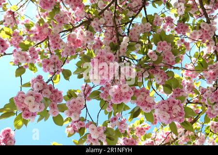 Prunus serrulata cherry blossom 'Fugenzo' in flower. Stock Photo