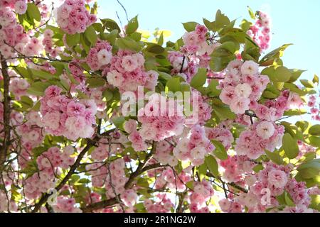 Prunus serrulata cherry blossom 'Fugenzo' in flower. Stock Photo