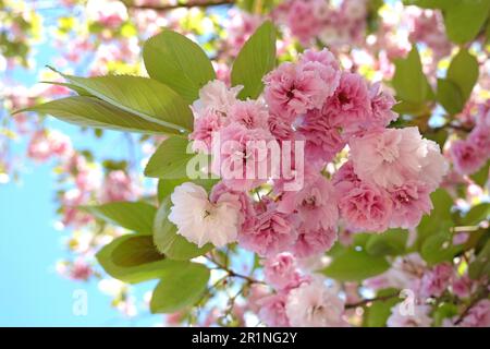 Prunus serrulata cherry blossom 'Fugenzo' in flower. Stock Photo