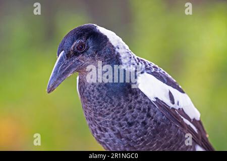 The Australian magpie (Gymnorhina tibicen) is a black and white passerine bird. Pictured here is the western subspecies. Stock Photo