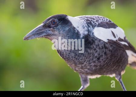 The Australian magpie (Gymnorhina tibicen) is a black and white passerine bird. Pictured here is the western subspecies. Stock Photo