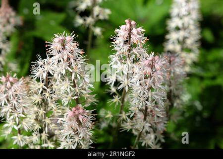 Tiarella 'Spring Symphony' foam flower in bloom Stock Photo