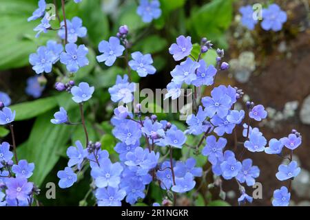 Creeping navelwort, also known as blue eyed Mary, in flower. Stock Photo