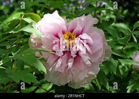 Paeonia suffruticosa 'Lan Bao shi' in flower. Stock Photo