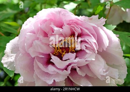 Paeonia suffruticosa 'Lan Bao shi' in flower. Stock Photo