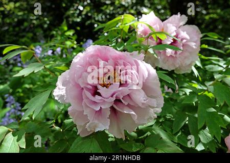 Paeonia suffruticosa 'Lan Bao shi' in flower. Stock Photo