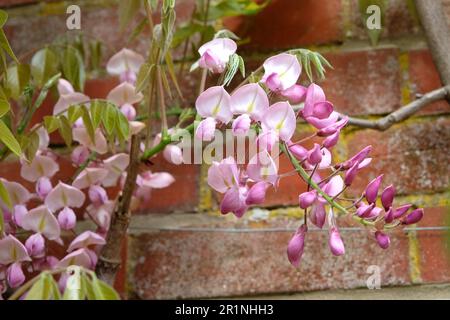 Wisteria brachybotrys 'Showa Beni' in flower Stock Photo - Alamy