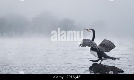 Shag perched on a rock in the lake, ready to take off in the heavy fog. Stock Photo