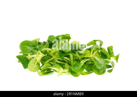 Isolated fres green field salad leaves Stock Photo
