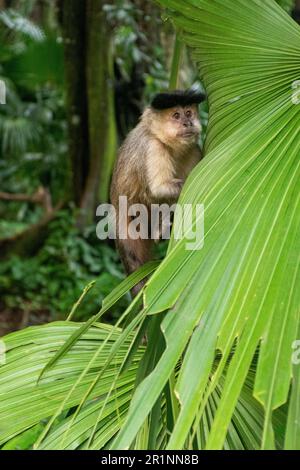 Capuchin monkey climbing big green tree leaves in Tijuca Park Stock Photo