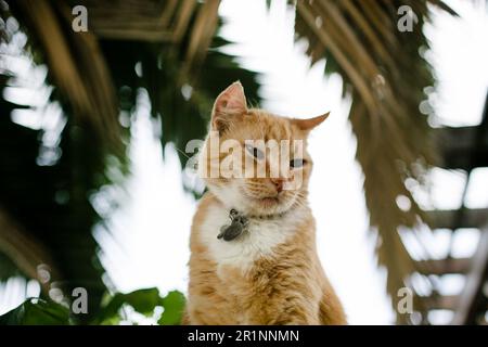 Orange Cat Sitting outside on Fence Stock Photo