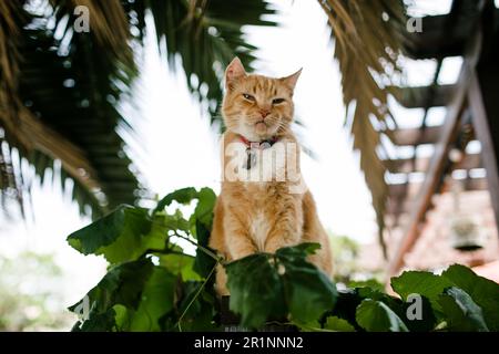 Orange Cat Sitting outside on Fence on Sunny Day Stock Photo