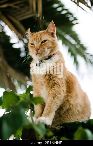 Orange Cat Sitting outside on Fence on Sunny Day Stock Photo