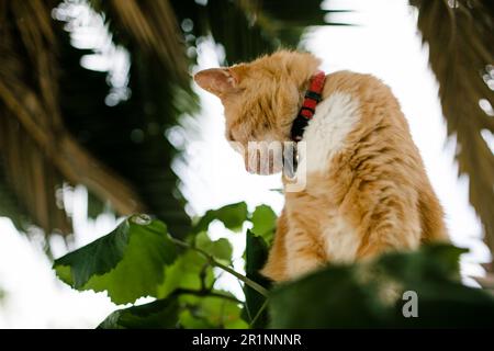 Orange Cat Sitting outside on Fence on Sunny Day Stock Photo