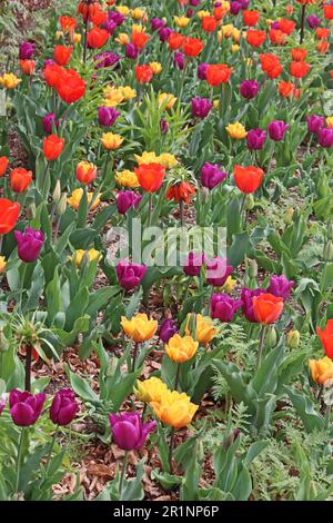 Colourful display of Tulips in garden border Stock Photo