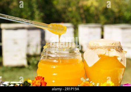 Taking delicious fresh honey with dipper from glass jar in apiary Stock Photo