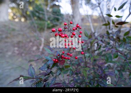A close-up shot of a vibrant assortment of berries growing on a shrub along a forest path surrounded by lush green grass Stock Photo