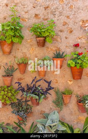 Flower pots on house wall, mountain village Valldemossa with typical stone houses, Majorca, Balearic Islands, Spain Stock Photo