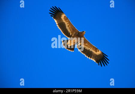 Nipalensis, steppe eagle (Aquila tawny eagle (Aquila rapax), eagle, birds of prey, animals, birds, Steppe Eagle juvenile in flight, Oman Stock Photo