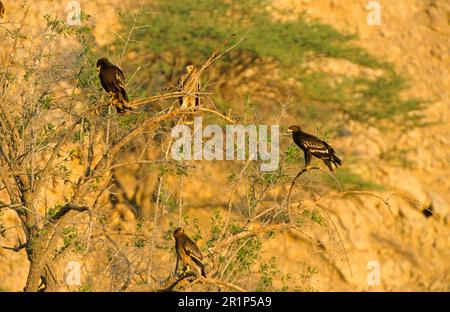 Young Lesser Spotted Eagle (Aquila pomerina) sitting in a tree with eastern imperial eagle (Aquila heliaca), Oman Stock Photo