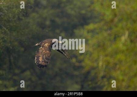 Crested serpent eagle (Spilornis cheela) adult, in flight, Keoladeo Ghana N. P. (Bharatpur), Rajasthan, India Stock Photo
