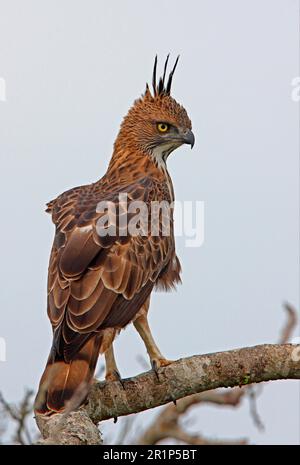 Variable Bonelli's Eagle (Spizaetus cirrhatus ceylanensis) endemic breed, adult, sitting on a branch, Bundala N. P. Sri Lanka Stock Photo