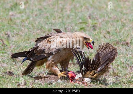 African tawny eagle (Aquila rapax) immature, feeding on bustard kill, Kenya Stock Photo