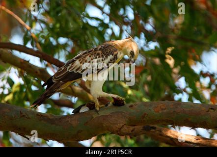 Variable Bonelli's Eagle (Spizaetus cirrhatus ceylanensis) endemic breed, subadult, feeding on white-throated kingfisher (Halcyon smyrnensis) prey in Stock Photo