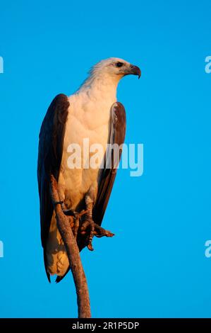 White-bellied Fish-eagle (Haliaeetus leucogaster) adult, perched on branch at dawn, Yellow River, Kakadu N. P. Northern Territory, Australia Stock Photo