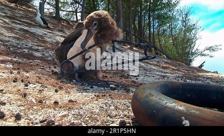 Laysan albatross (Diomedea immutabilis), juvenile, neck caught in plastic clothes hanger, Midway Atoll, Hawaiian Islands Stock Photo