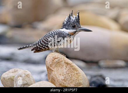 Crested kingfisher (Megaceryle lugubris), kingfisher, kingfishers, animals, birds, Crested Kingfisher adult, perched on rock beside stream, Northern Stock Photo