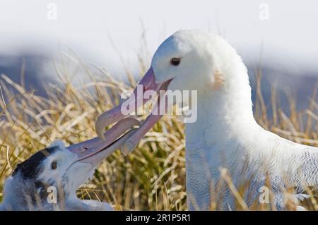 Wandering albatross (Diomedea exulans) adult ruminant feeding on ten-month-old chicks, close-up of heads, Prion Island, Bay of Isles, South Georgia Stock Photo