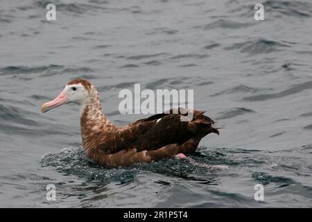 Antipodean Albatross (Diomedea antipodensis) immature, swimming, off Quintero, Chile Stock Photo