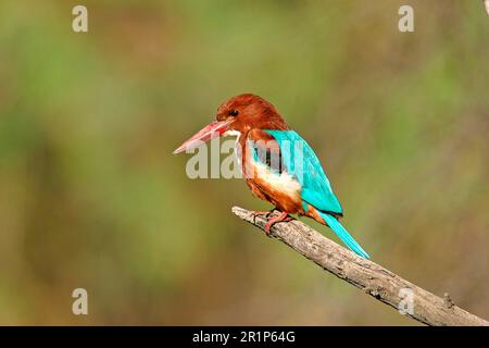 White-breasted Kingfisher Adult perched on India, White-breasted Kingfisher Adult perched on India, White-breasted Kingfisher Adult perched on India Stock Photo