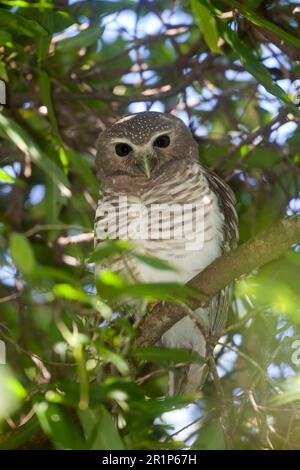 Madagascar Owl, white-browed owls, Bush Owl, Owls, Animals, Birds, Owls, White-browed Hawk-owl (Ninox superciliaris) adult, perched in tree, Berenty Stock Photo