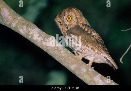 Oriental scops owl (Otus sunia), Oriental Scops Owl, Owls, Animals, Birds, Oriental Scops Owl On Hong Kong Stock Photo