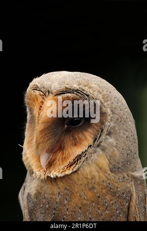 Barn Owl, common barn owls (Tyto alba), Owls, Animals, Birds, Barn Owl melanistic phase, adult, close-up of head (captive) Stock Photo