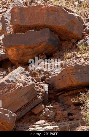 Pharaoh Eagle-owl (Bubo ascalaphus ascalaphus) adult, roosting on rocky slope, Morocco Stock Photo