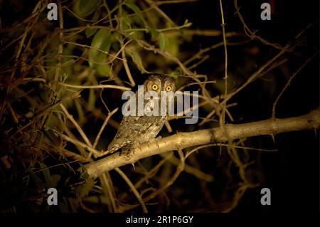 African Scops Owl (Otus senegalensis) adult, perched in bush at night, South Luangwa N. P. Zambia Stock Photo