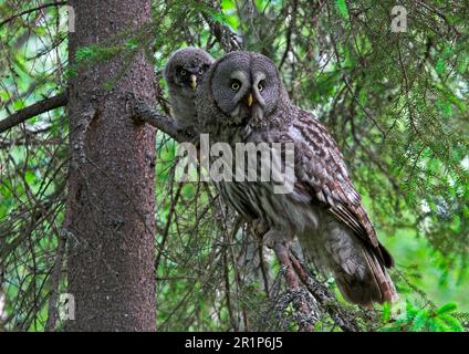 Great Grey Owl (Strix nebulosa) adult with chick, perched in Norway Spruce (Picea abies), Finland Stock Photo